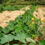 Noble Nest Eco Resort Khatu Shyam Ji