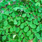 Noble Nest Eco Resort Khatu Shyam Ji