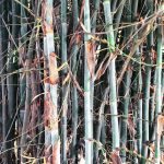 Noble Nest Eco Resort Khatu Shyam Ji